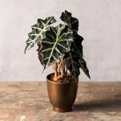 Alocasia × Amazonica 'Polly'