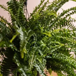 Nephrolepis Exaltata 'Green Lady' -Deals Green4Ever Store pl2000027735 card2 lg