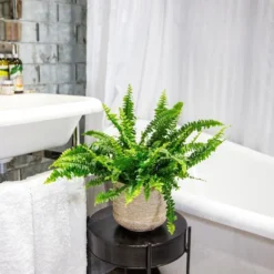 Nephrolepis Exaltata 'Green Lady' -Deals Green4Ever Store pl2000027735 card5 lg