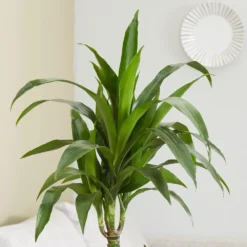 Dracaena Fragrans 'Janet Craig' -Deals Green4Ever Store pl2000027738 card2 lg