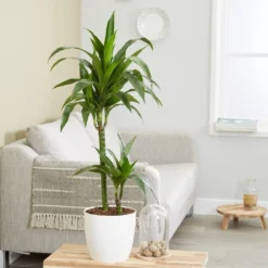 Dracaena Fragrans 'Janet Craig' -Deals Green4Ever Store pl2000027738 card3 lg
