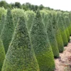 Buxus Sempervirens