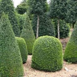 Buxus Sempervirens -Deals Green4Ever Store pl2000027769 card2 lg
