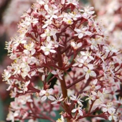 Skimmia Japonica 'Rubella' (male) -Deals Green4Ever Store pl2000027773 card4 lg