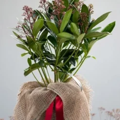 Skimmia Japonica 'Rubella' (male) -Deals Green4Ever Store pl2000027773 card5 lg