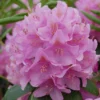 Rhododendron 'Roseum Elegans'