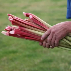 Rhubarb 'Timperley Early'