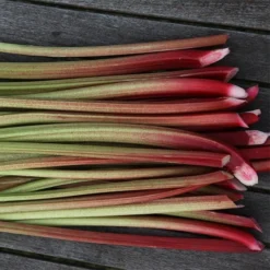 Rhubarb 'Timperley Early' -Deals Green4Ever Store pl2000027805 card3 lg