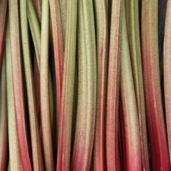 Rhubarb 'Timperley Early' -Deals Green4Ever Store pl2000027805 card4 lg