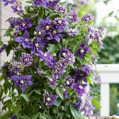 Clematis 'Taiga' (PBR) -Deals Green4Ever Store pl2000028061 card3 lg