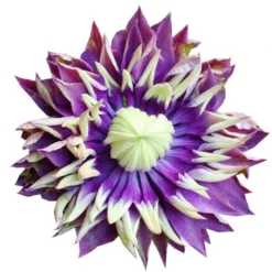 Clematis 'Taiga' (PBR) -Deals Green4Ever Store pl2000028061 card5 lg