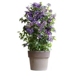 Clematis 'Taiga' (PBR) -Deals Green4Ever Store pl2000028061 card6 lg