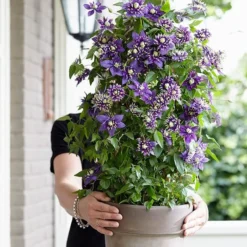 Clematis 'Taiga' (PBR) -Deals Green4Ever Store pl2000028061 card7 lg