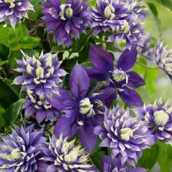 Clematis 'Taiga' (PBR) -Deals Green4Ever Store pl2000028061 card8 lg