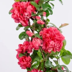 Chaenomeles Speciosa 'Pink Storm' (PBR) -Deals Green4Ever Store pl2000028100 card2 lg