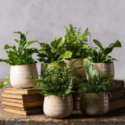 Fern Starter Collection -Deals Green4Ever Store pl2000028148 card3 lg