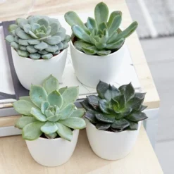 Echeveria Starter Collection -Deals Green4Ever Store pl2000028161 card2 lg