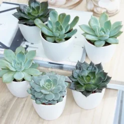 Echeveria Starter Collection -Deals Green4Ever Store pl2000028161 card3 lg