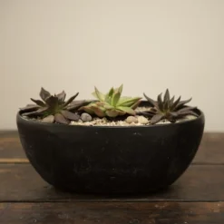 Echeveria Starter Collection -Deals Green4Ever Store pl2000028161 card4 lg