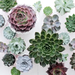 Echeveria Starter Collection -Deals Green4Ever Store pl2000028161 card5 lg