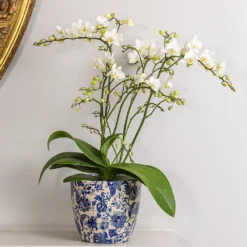 Phalaenopsis 'White Willd Orchid' -Deals Green4Ever Store pl2000028180 card3 lg