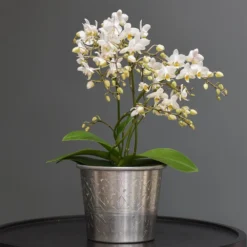 Phalaenopsis 'White Willd Orchid' -Deals Green4Ever Store pl2000028180 card5 lg