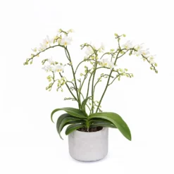 Phalaenopsis 'White Willd Orchid' -Deals Green4Ever Store pl2000028180 card6 lg