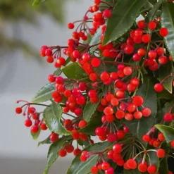 Ardisia Crenata 'Queen Star' (PBR) -Deals Green4Ever Store pl2000028194 card2 lg