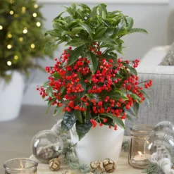 Ardisia Crenata 'Queen Star' (PBR) -Deals Green4Ever Store pl2000028194 card3 lg