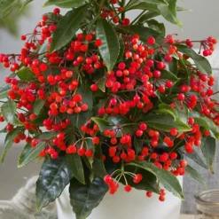Ardisia Crenata 'Queen Star' (PBR) -Deals Green4Ever Store pl2000028194 card4 lg