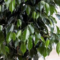 Ficus Benjamina 'Danielle' (PBR) -Deals Green4Ever Store pl2000028196 card3 lg