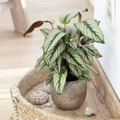 Goeppertia 'Whitestar' -Deals Green4Ever Store pl2000028197 card3 lg