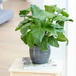 Calathea Network ('Pp0005') (PBR) -Deals Green4Ever Store pl2000028198 card3 lg