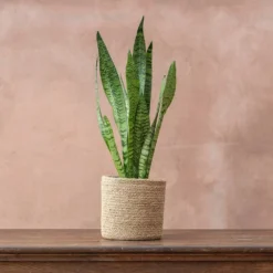 Sansevieria Zeylanica -Deals Green4Ever Store pl2000028199 card3 lg