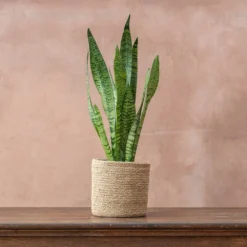 Sansevieria Zeylanica -Deals Green4Ever Store pl2000028199 card4 lg
