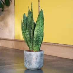 Sansevieria Zeylanica -Deals Green4Ever Store pl2000028199 card5 lg