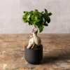 Ficus Microcarpa 'Ginseng'