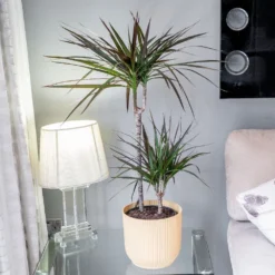 Dracaena Marginata 'Magenta' -Deals Green4Ever Store pl2000028204 card3 lg