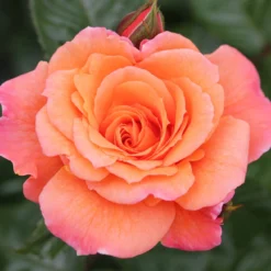 Rosa Scent From Heaven ('Chewbabaluv') (PBR) -Deals Green4Ever Store pl2000028209 card3 lg scaled