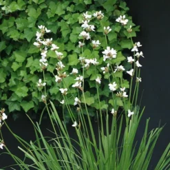 Libertia Chilensis -Deals Green4Ever Store pl2000028243 card2 lg