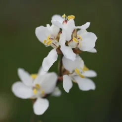 Libertia Chilensis -Deals Green4Ever Store pl2000028243 card4 lg