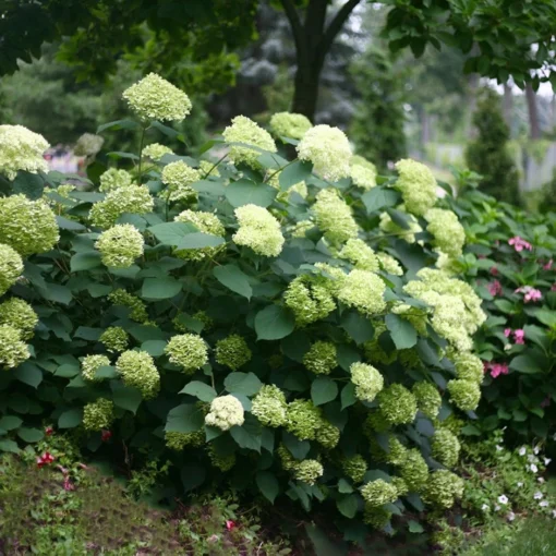 Hydrangea Arborescens Lime Rickey ('Smnhalr') (PBR) -Deals Green4Ever Store pl2000028409