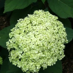 Hydrangea Arborescens Lime Rickey ('Smnhalr') (PBR) -Deals Green4Ever Store pl2000028409 card2 lg