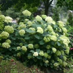 Hydrangea Arborescens Lime Rickey ('Smnhalr') (PBR) -Deals Green4Ever Store pl2000028409 card3 lg
