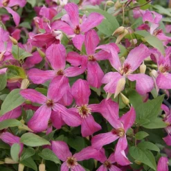Clematis Wonderful ('Zo09073') (PBR) -Deals Green4Ever Store pl2000028633 card2 lg