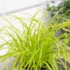 Carex Oshimensis 'Everillo' (PBR) (EverColor Series)