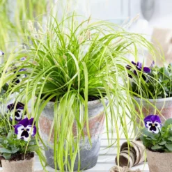 Carex Oshimensis 'Everillo' (PBR) (EverColor Series) -Deals Green4Ever Store pl2000028687 card3 lg