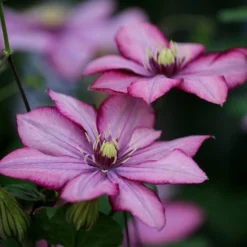 Clematis Paradiso ('Zo11154') (PBR) 3 Clematis Paradiso ('Zo11154') (PBR) -Deals Green4Ever Store pl2000028748 card2 lg