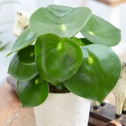 Peperomia Polybotrya 'Raindrop'