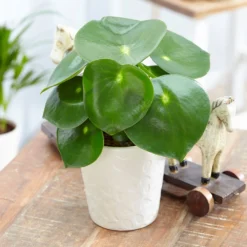 Peperomia Polybotrya 'Raindrop' -Deals Green4Ever Store pl2000028843 card3 lg